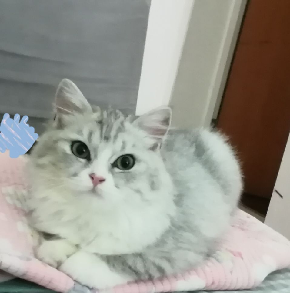 猫图片|宠物猫|猫咪|