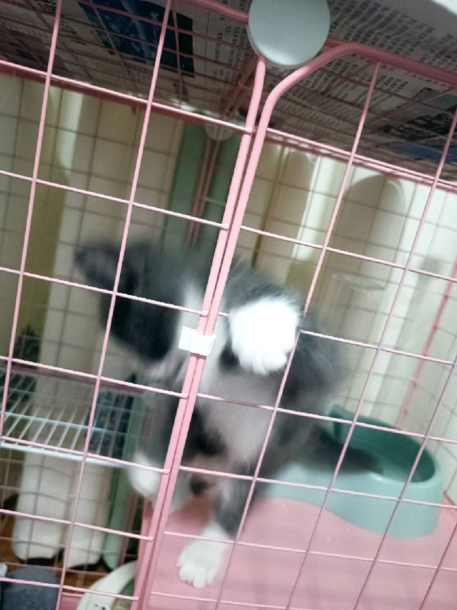 猫图片|宠物猫|猫咪|