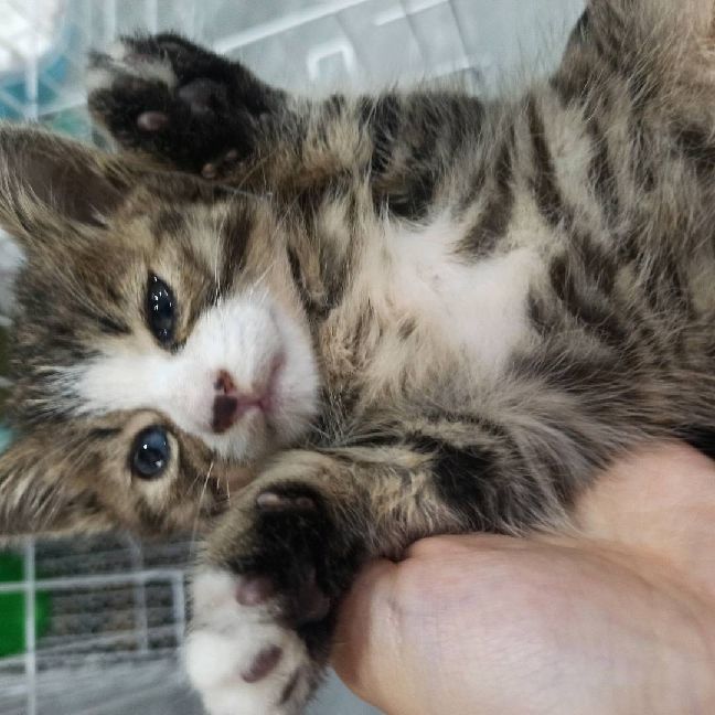 猫图片|宠物猫|猫咪|