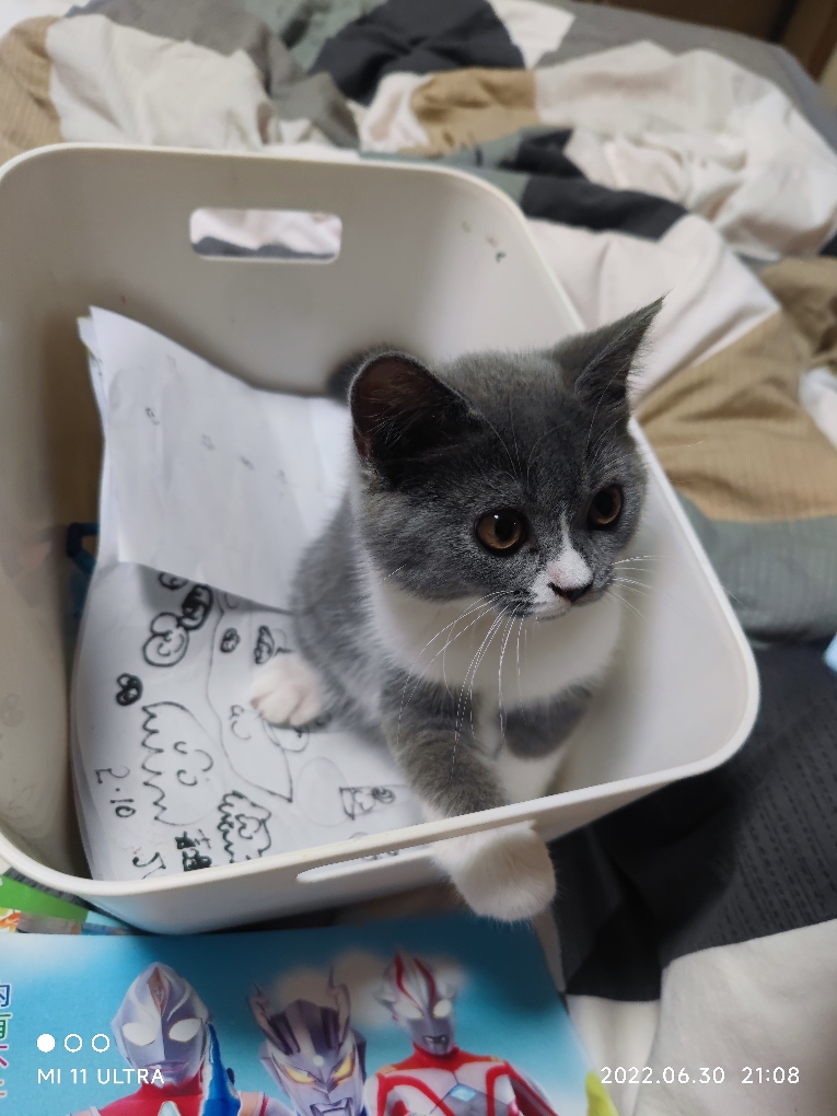 猫图片|宠物猫|猫咪|