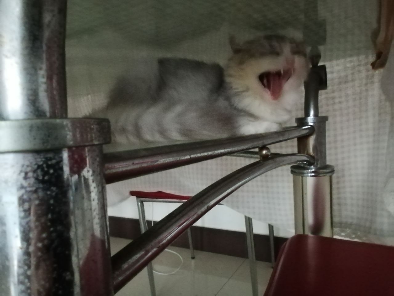 猫图片|宠物猫|猫咪|