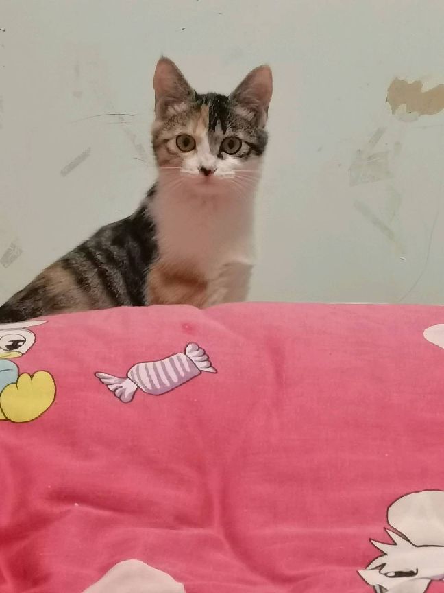 猫图片|宠物猫|猫咪|