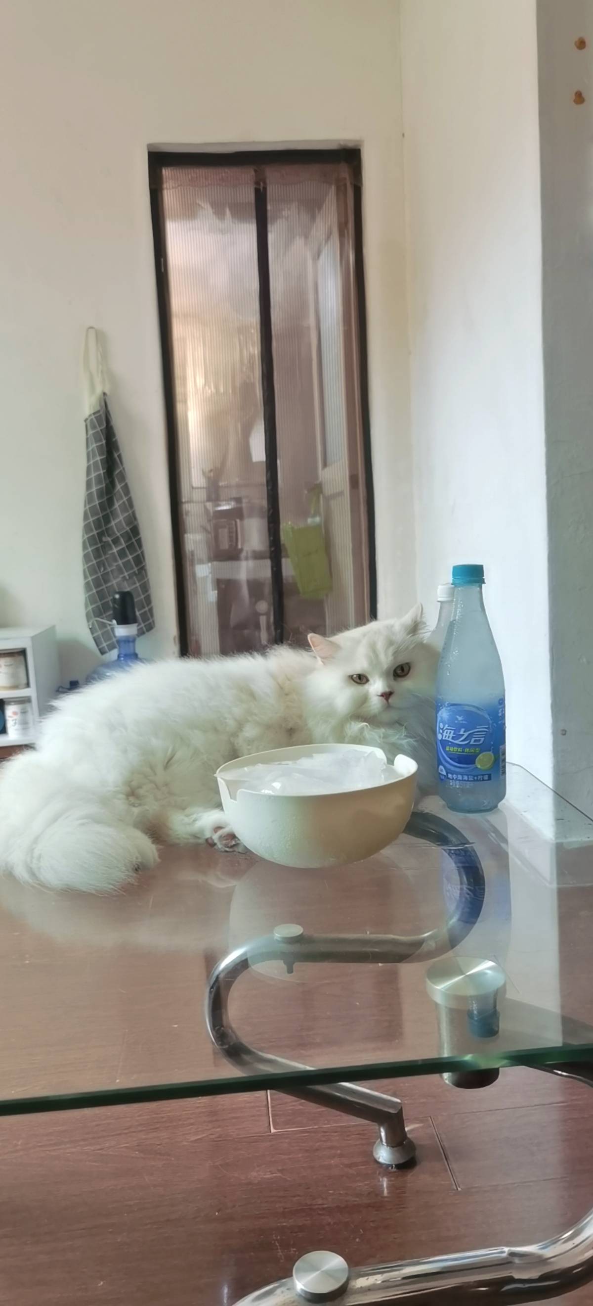 猫图片|宠物猫|猫咪|