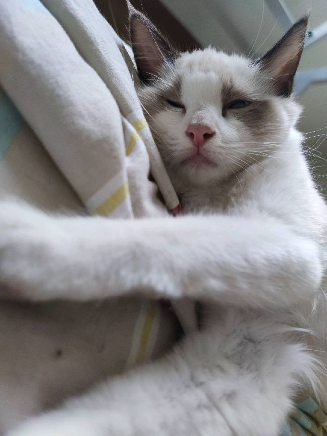 猫图片|宠物猫|猫咪|