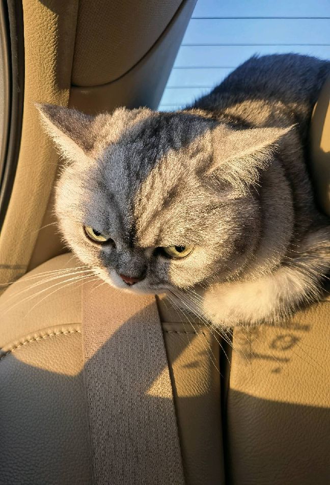 猫图片|宠物猫|猫咪|