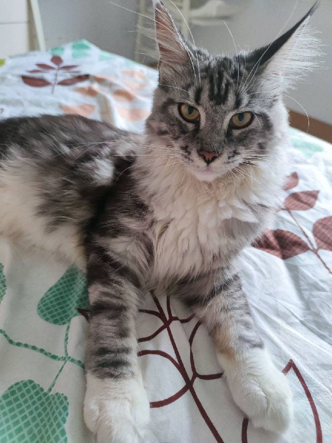 猫图片|宠物猫|猫咪|