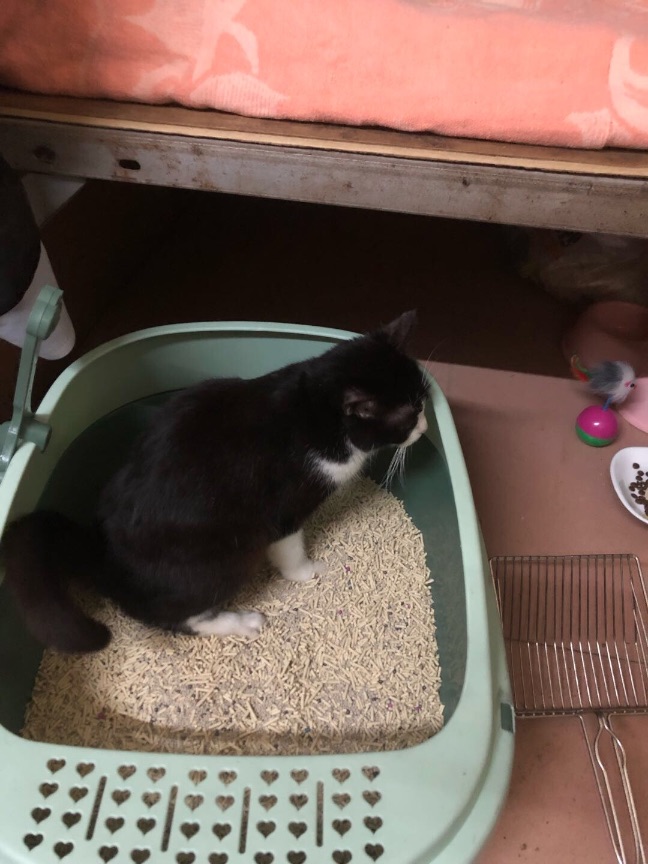 猫图片|宠物猫|猫咪|