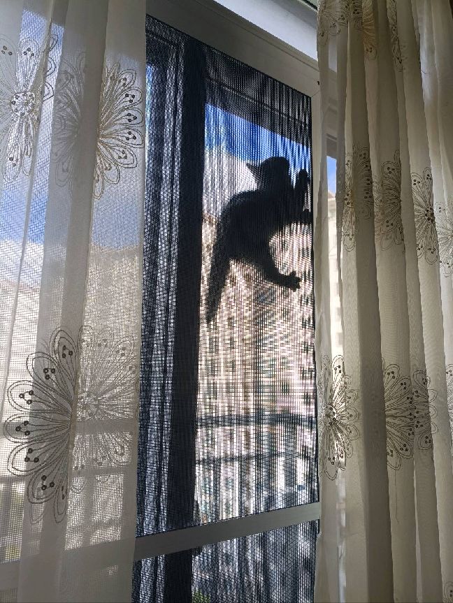 猫图片|宠物猫|猫咪|