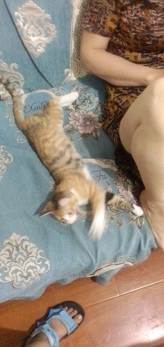 猫图片|宠物猫|猫咪|