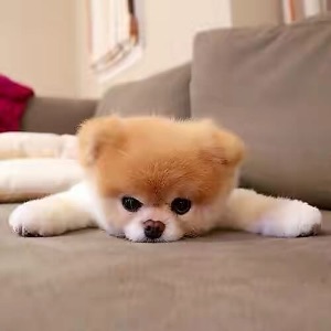 猫图片|宠物猫|猫咪|