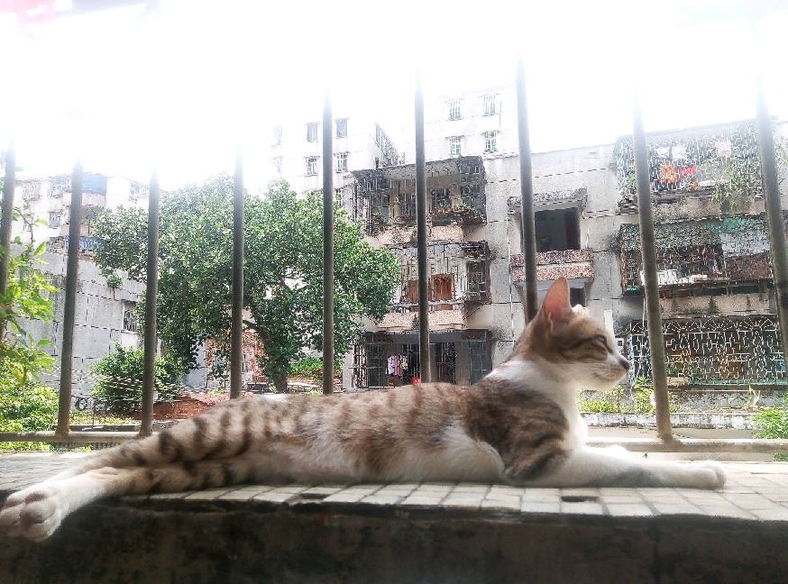 猫图片|宠物猫|猫咪|