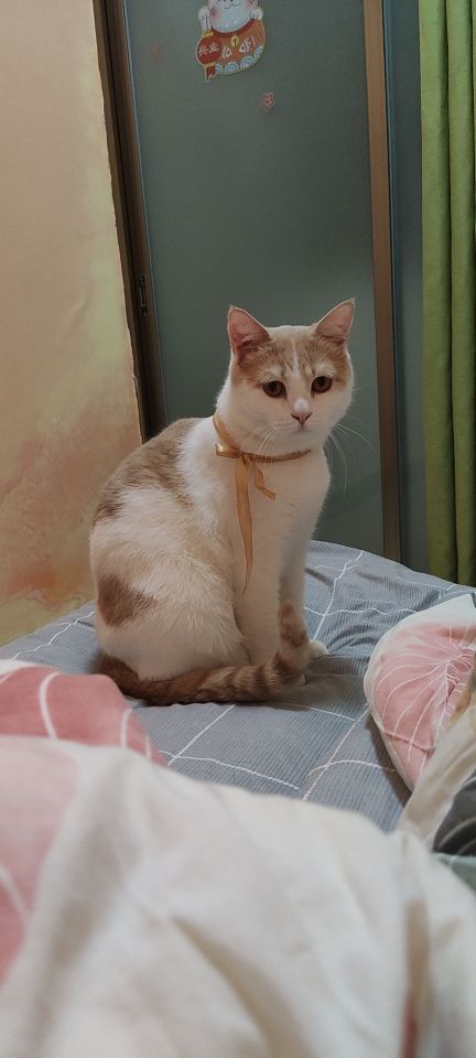 猫图片|宠物猫|猫咪|