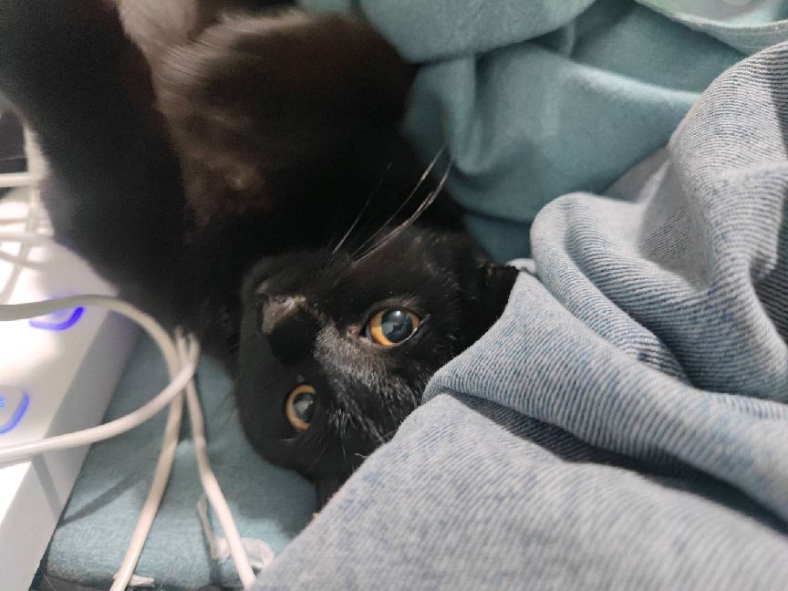 猫图片|宠物猫|猫咪|