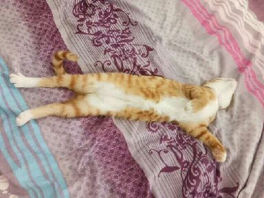 猫图片|宠物猫|猫咪|