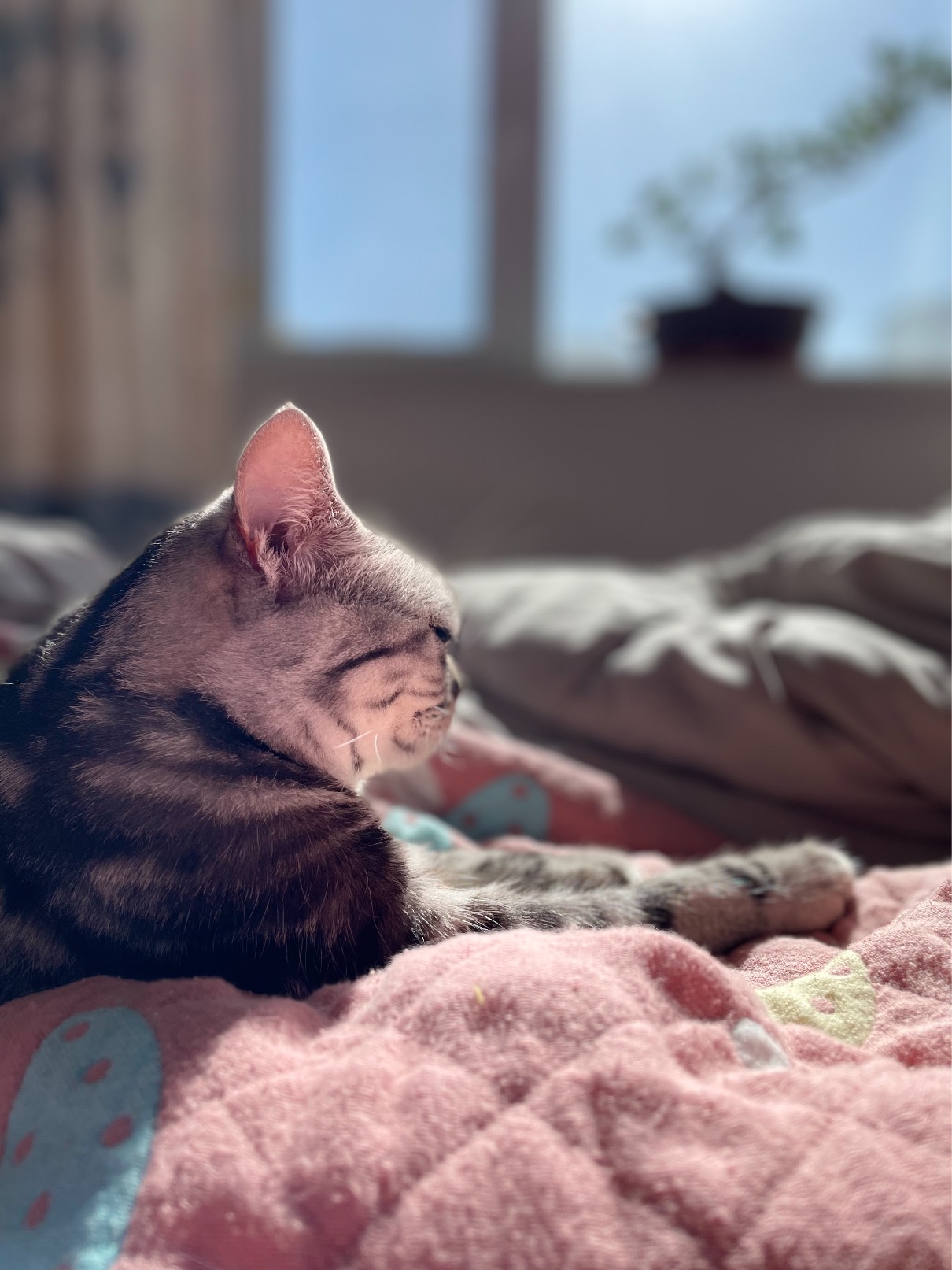 猫图片|宠物猫|猫咪|