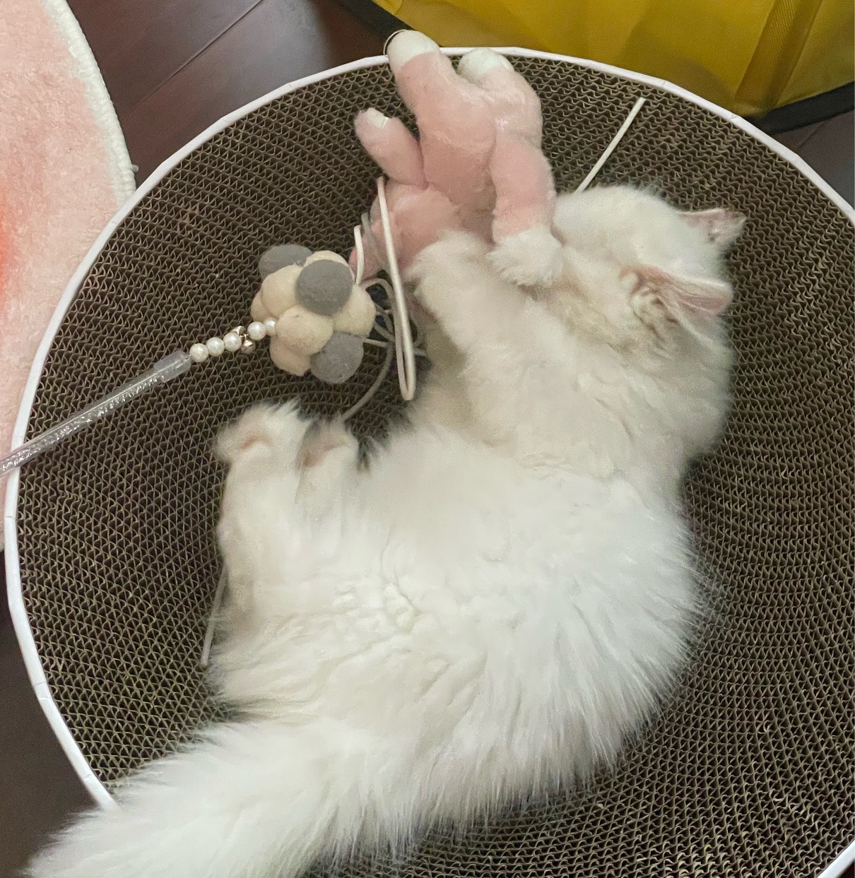 猫图片|宠物猫|猫咪|