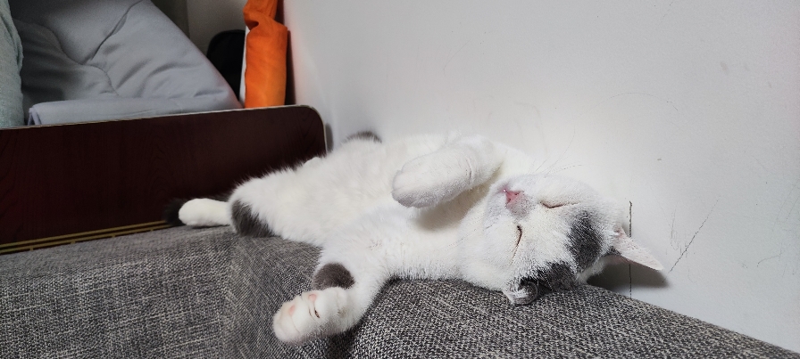 猫图片|宠物猫|猫咪|