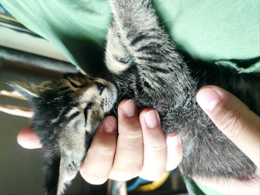 猫图片|宠物猫|猫咪|