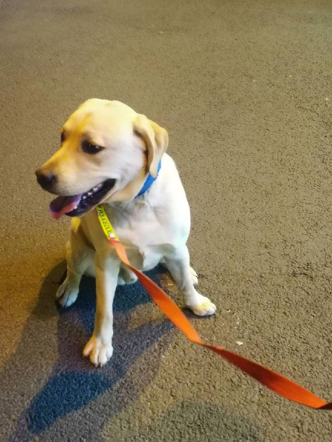 猫图片|宠物猫|猫咪|