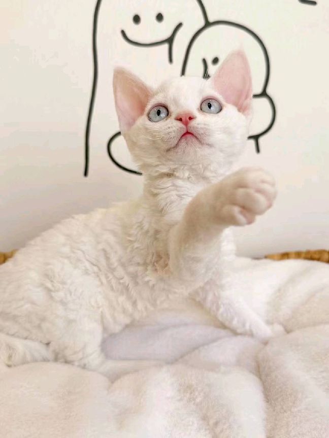 猫图片|宠物猫|猫咪|