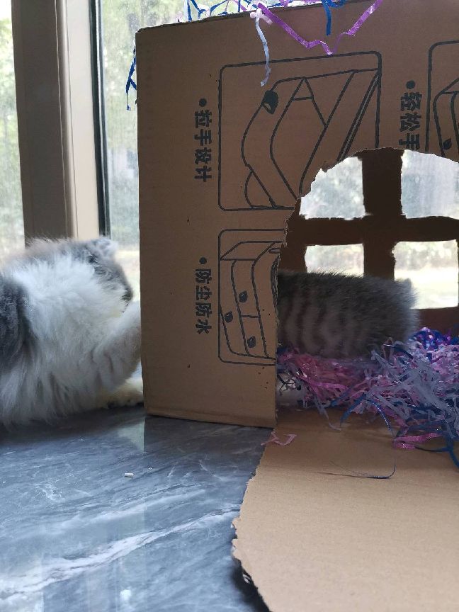 猫图片|宠物猫|猫咪|