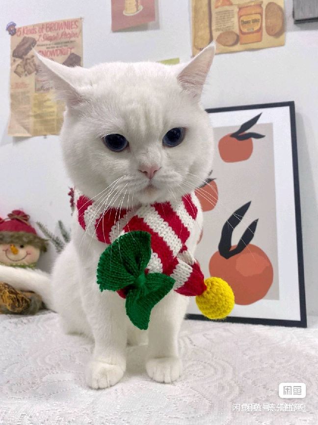 猫图片|宠物猫|猫咪|