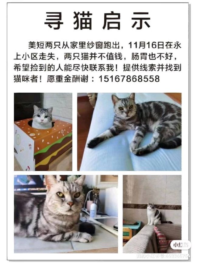 猫图片|宠物猫|猫咪|