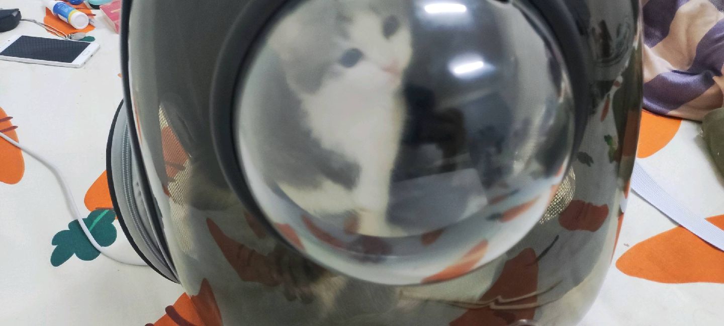 猫图片|宠物猫|猫咪|