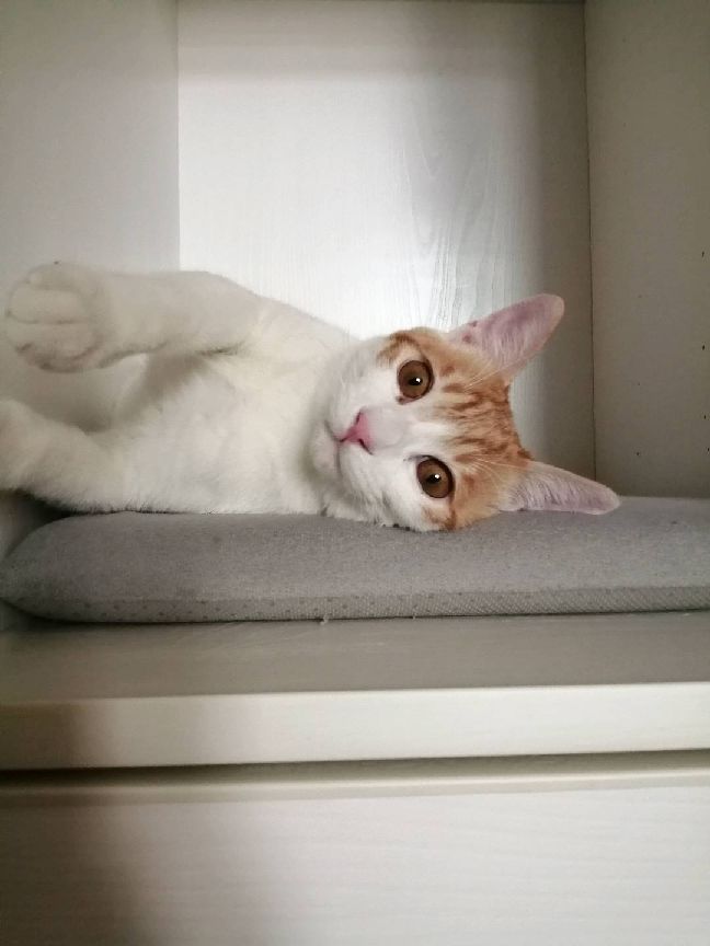 猫图片|宠物猫|猫咪|