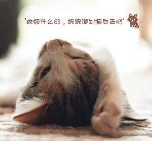 猫图片|宠物猫|猫咪|