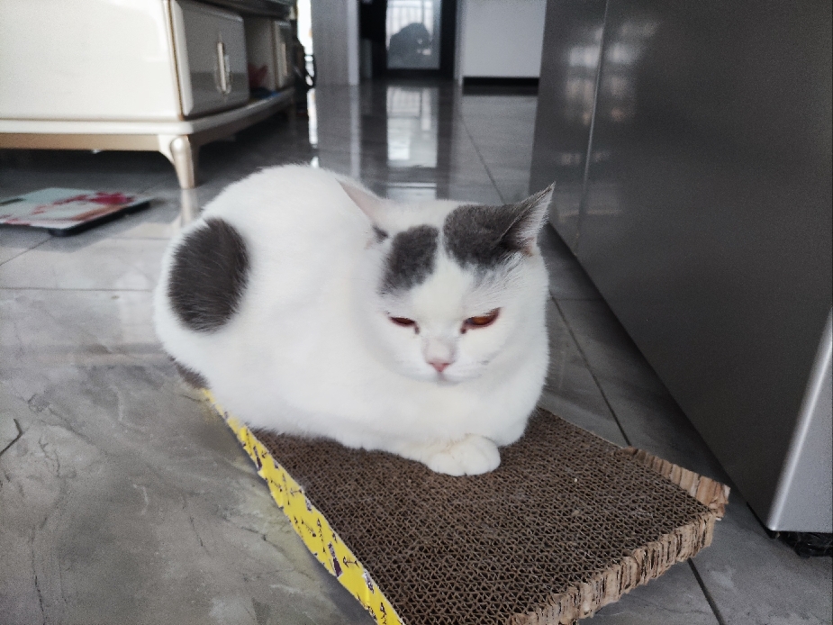 猫图片|宠物猫|猫咪|