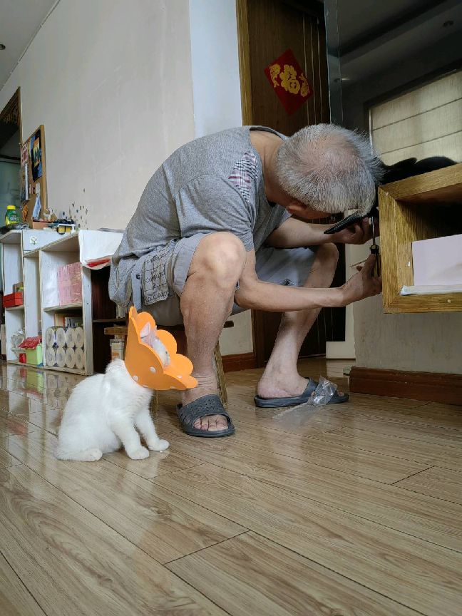 猫图片|宠物猫|猫咪|