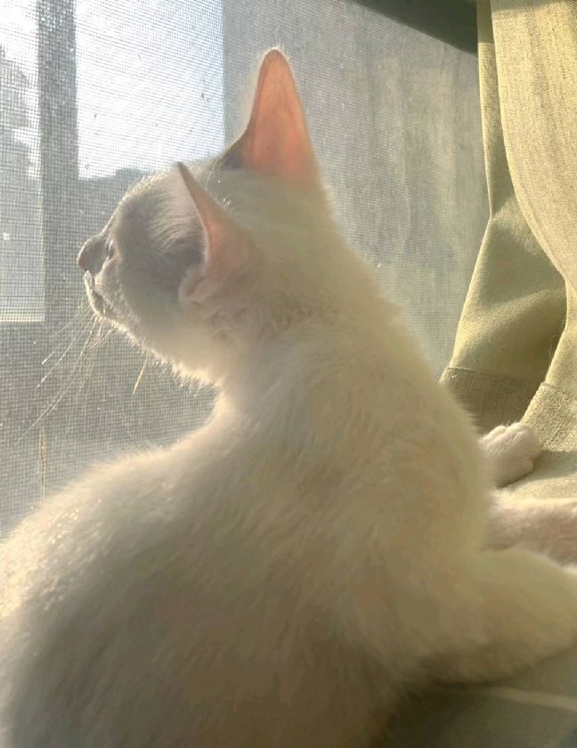 猫图片|宠物猫|猫咪|