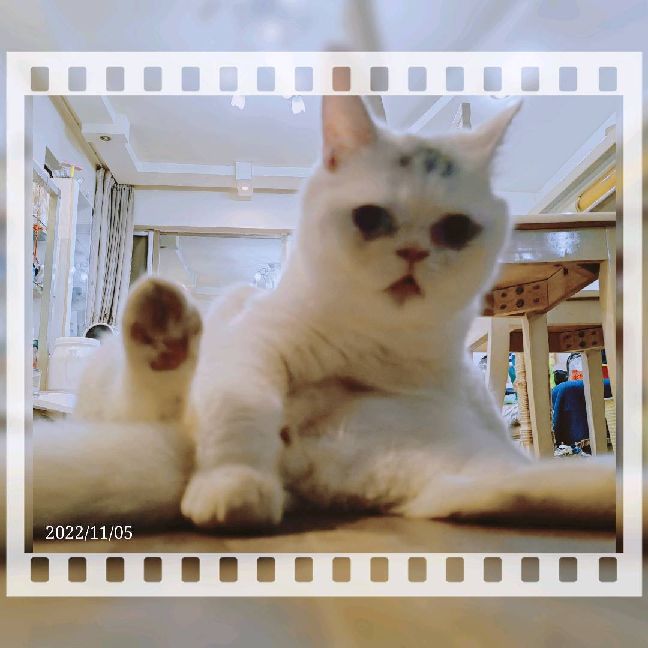 猫图片|宠物猫|猫咪|