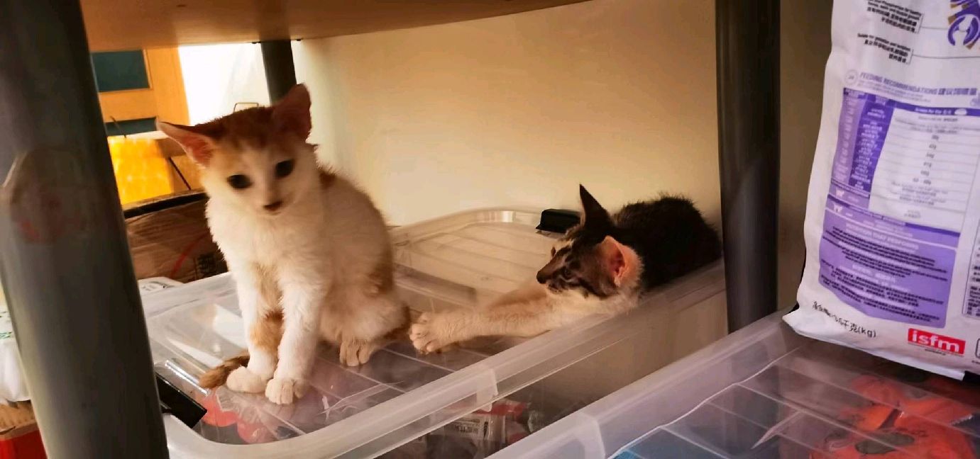 猫图片|宠物猫|猫咪|