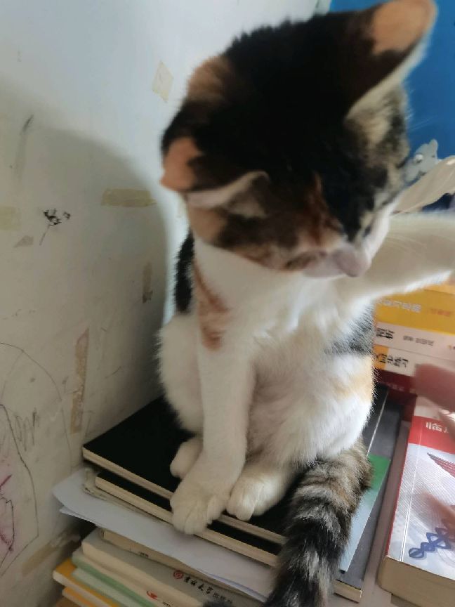 猫图片|宠物猫|猫咪|