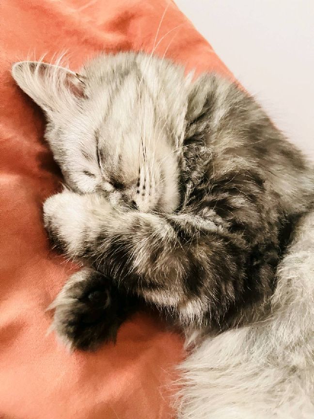 猫图片|宠物猫|猫咪|