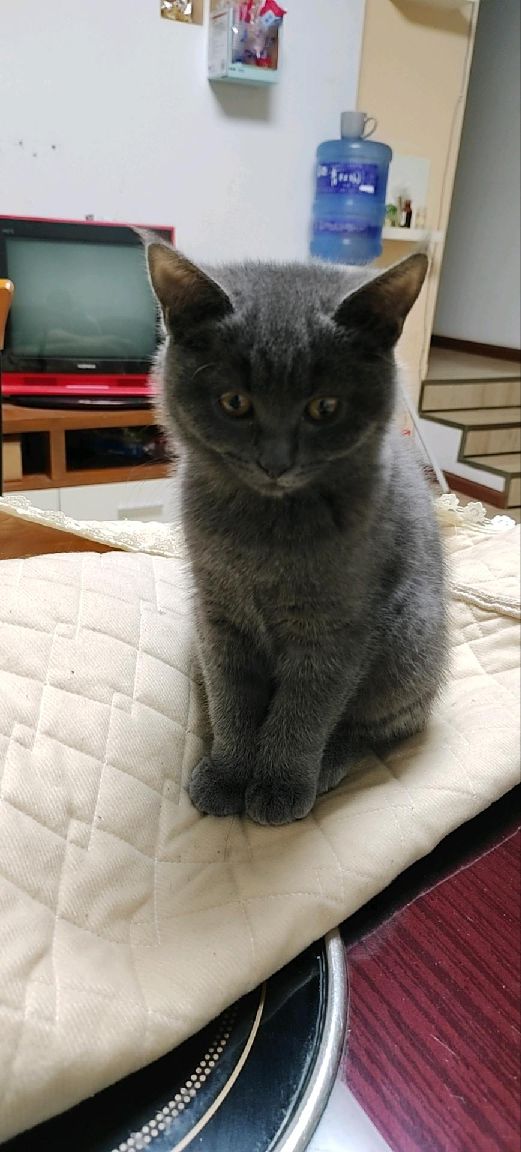 猫图片|宠物猫|猫咪|