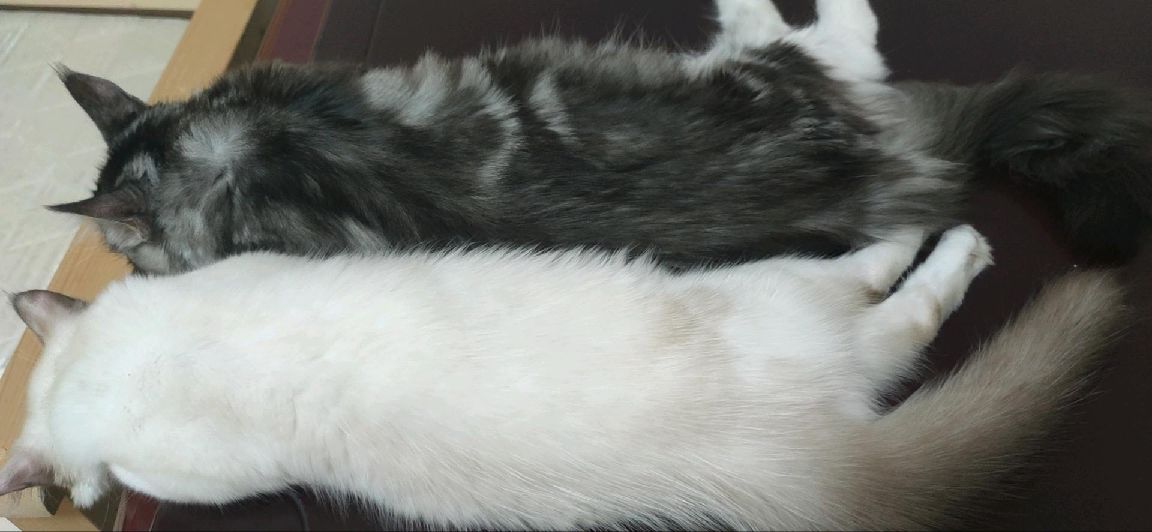 猫图片|宠物猫|猫咪|