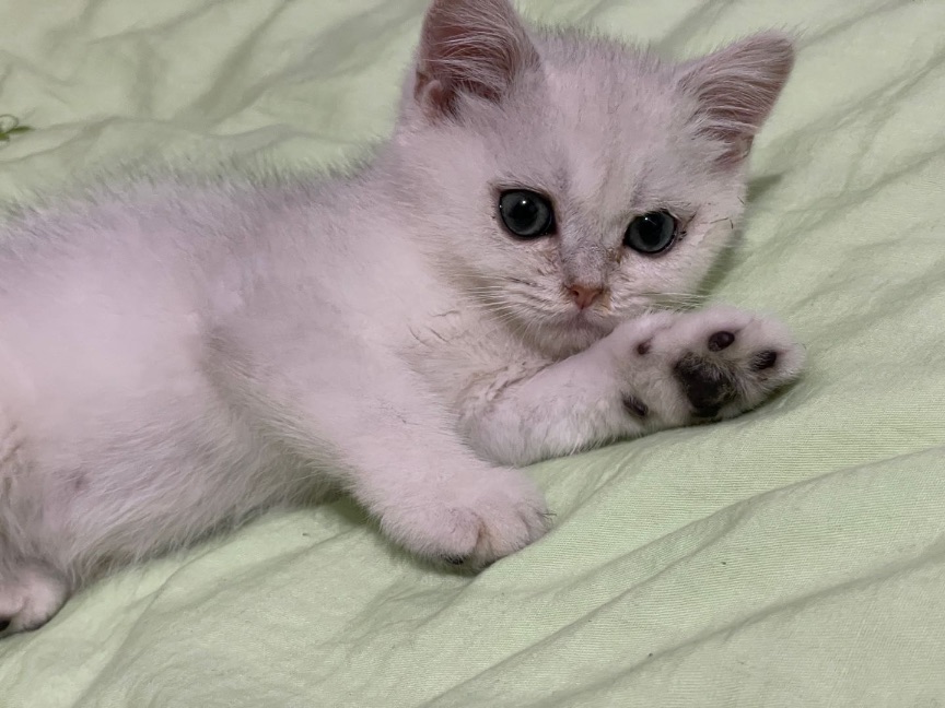 猫图片|宠物猫|猫咪|