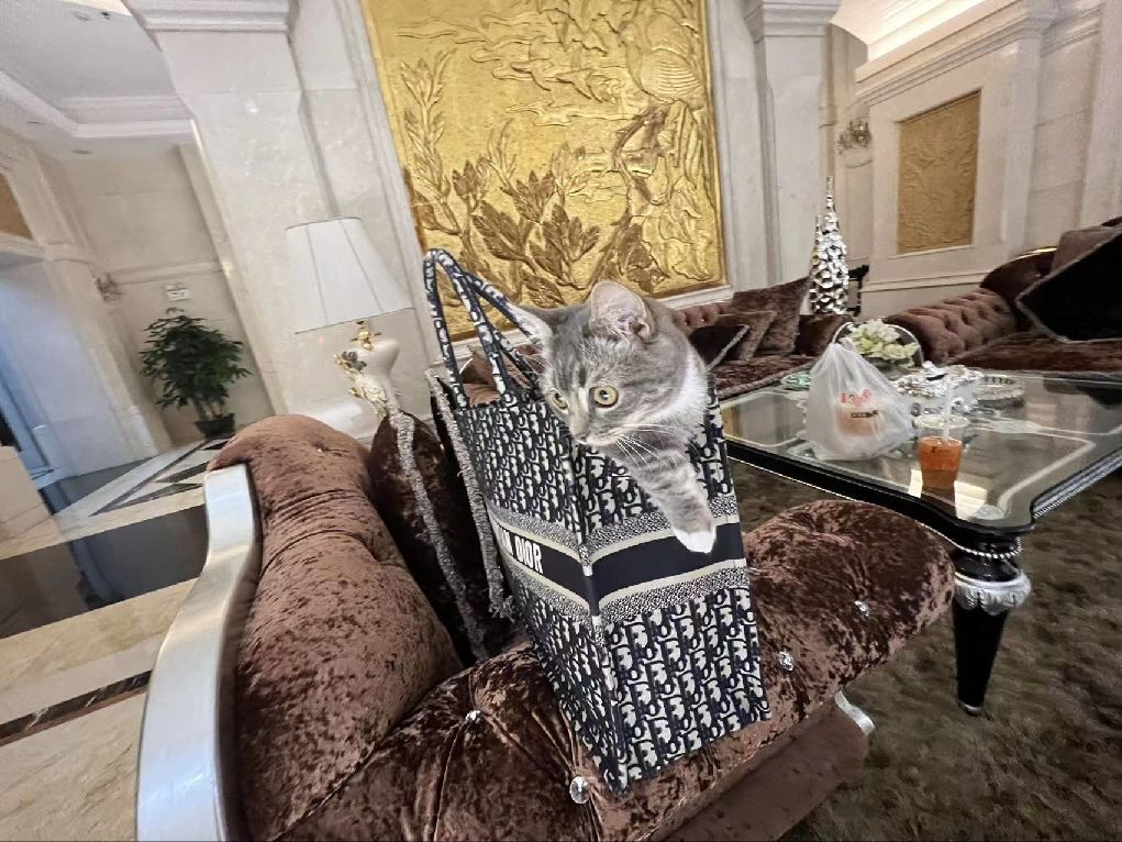 猫图片|宠物猫|猫咪|