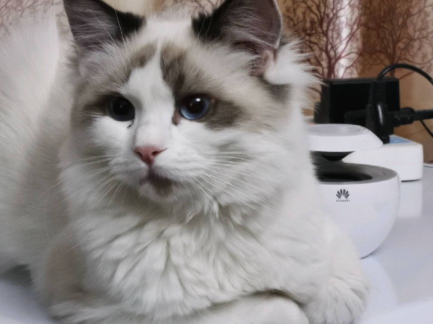 猫图片|宠物猫|猫咪|