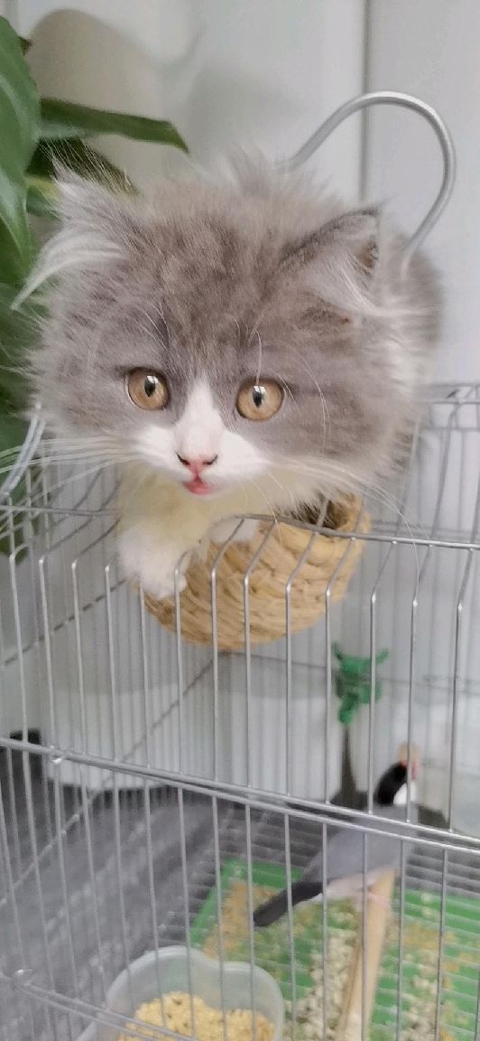 猫图片|宠物猫|猫咪|