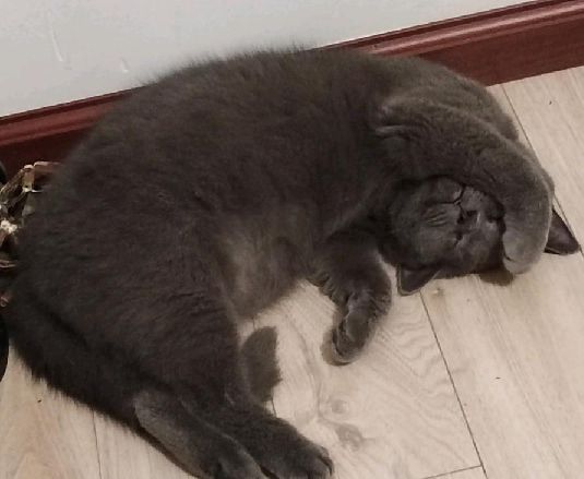 猫图片|宠物猫|猫咪|