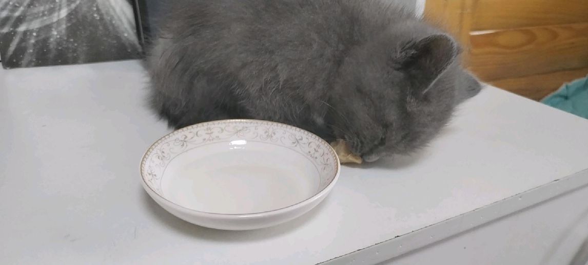 猫图片|宠物猫|猫咪|