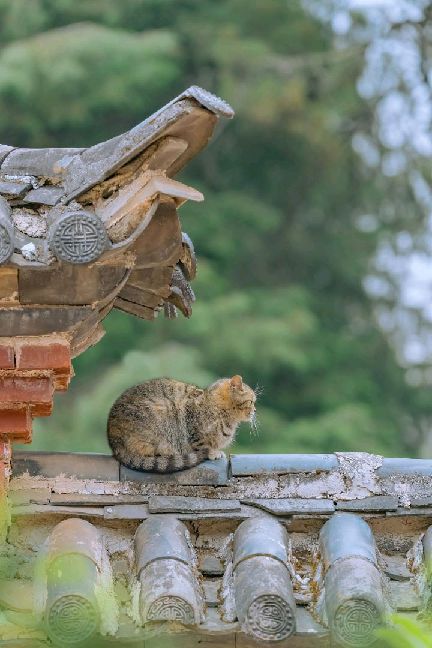 猫图片|宠物猫|猫咪|