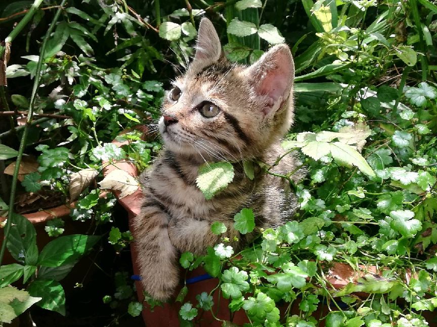 猫图片|宠物猫|猫咪|