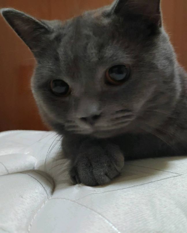 猫图片|宠物猫|猫咪|