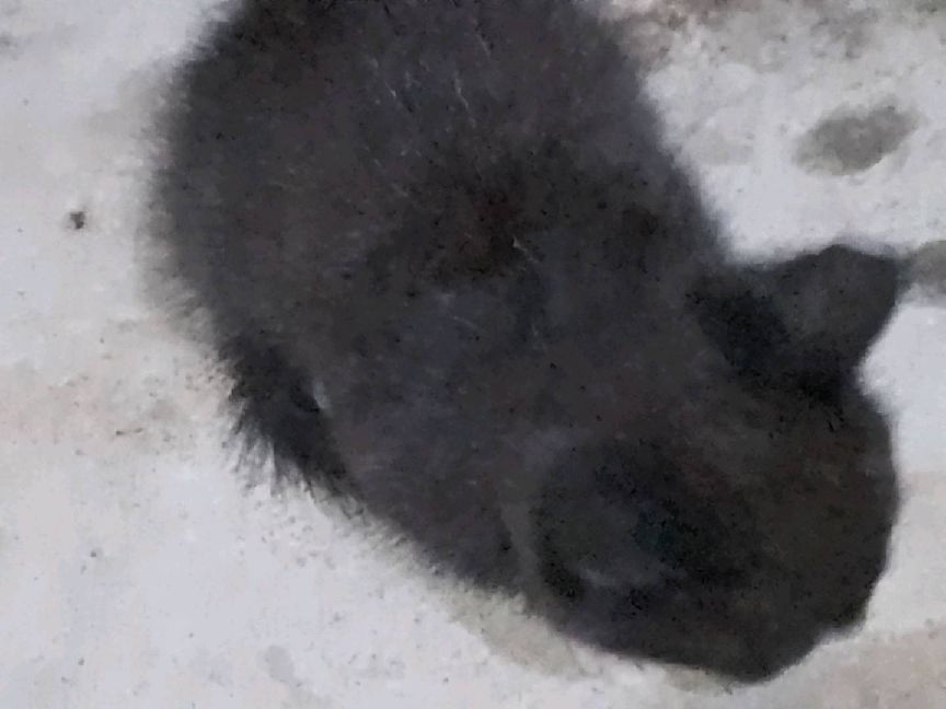 猫图片|宠物猫|猫咪|