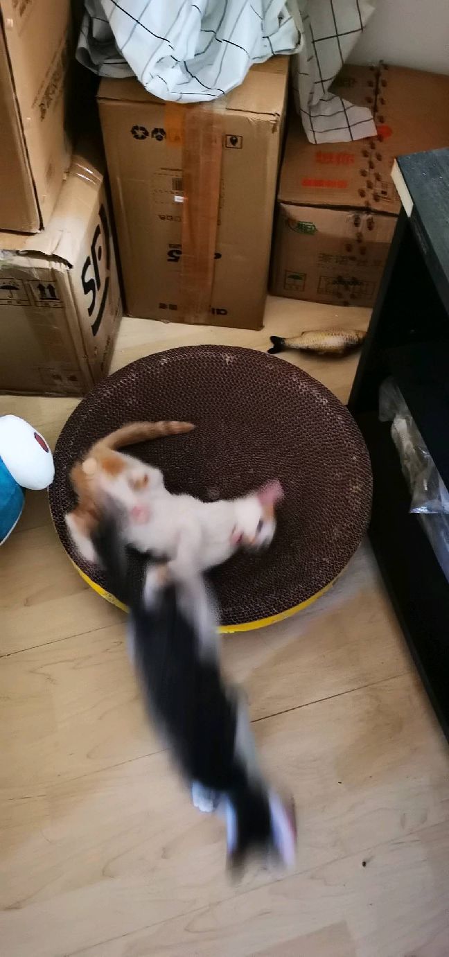 猫图片|宠物猫|猫咪|